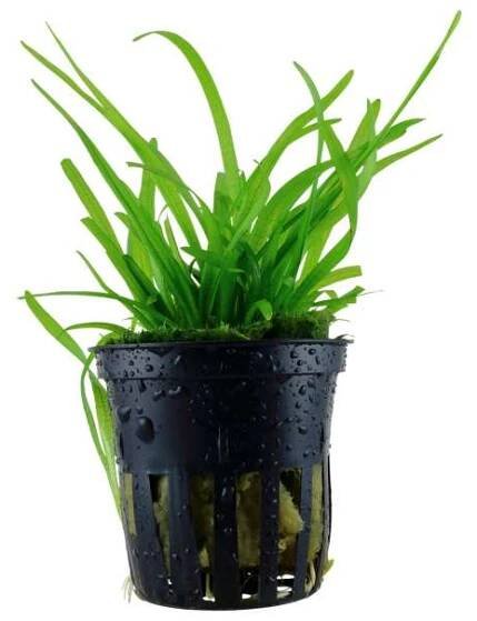 Sagittaria subulata - Šípatka šídlatá