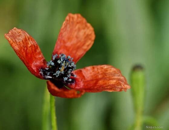 Mák polní (Papaver argemone)
