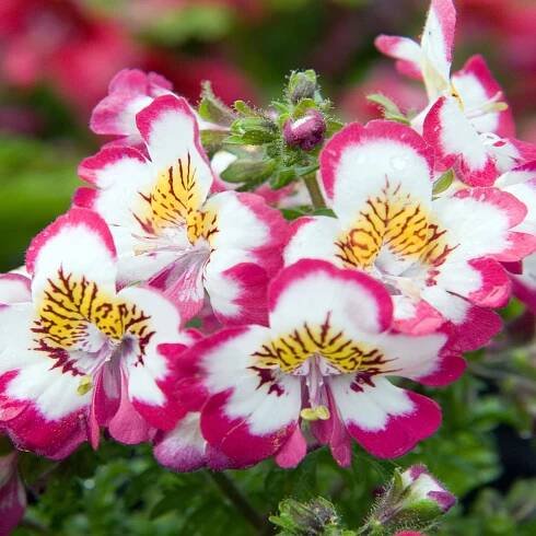 250 semen motýlích květin (Schizanthus wisetonensis) orchidej chudáka - neošetřená