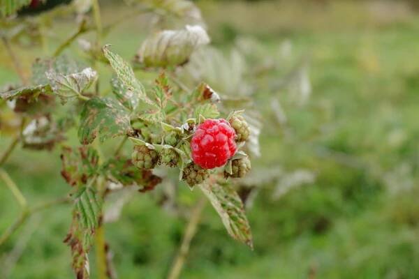Everbearing raspberry with diseased leaves and red fruit