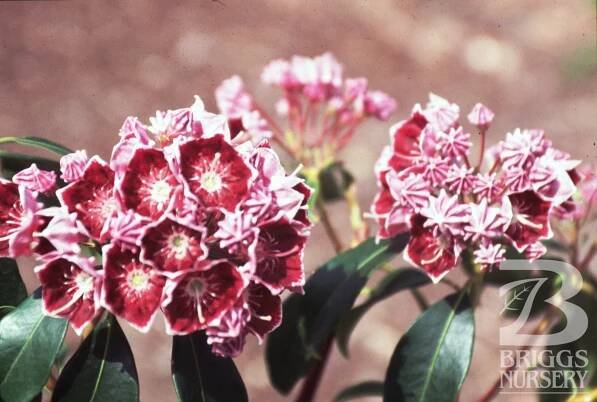 Kalmia latifolia ‘Keepsake’
