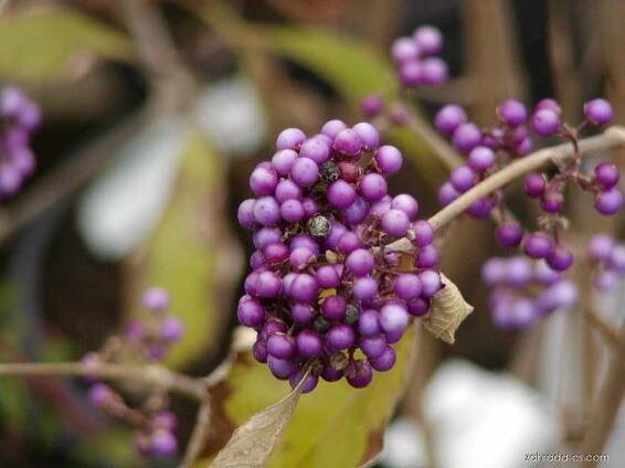 Krásnoplodka Bodinierova - Callicarpa bodinieri, plody, plodenství