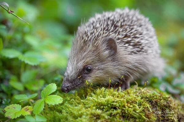 Hmyzožravci | Štěpán Mikulka | Wildlife fotograf