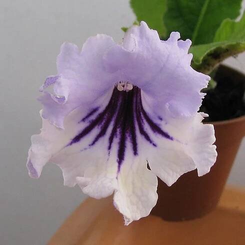 Streptocarpus "teo" — Květinářství Plantica