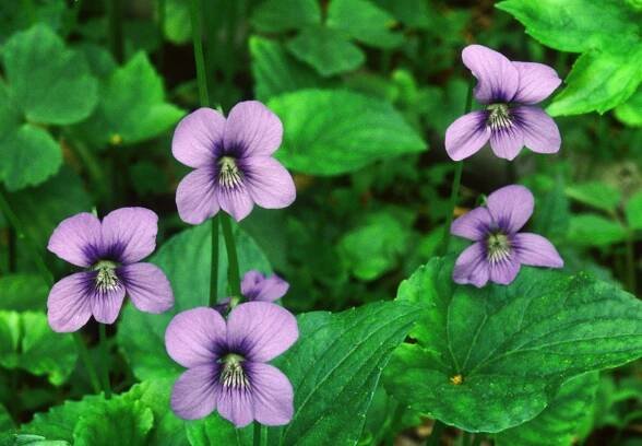 Viola cucullata, Aiton – Botanikim