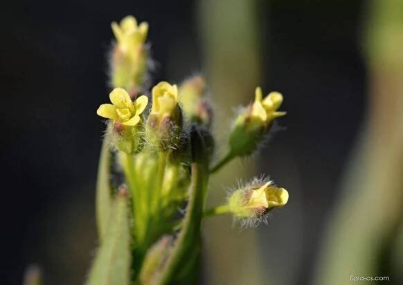 Lnička drobnoplodá (Camelina microcarpa), květy, květenství