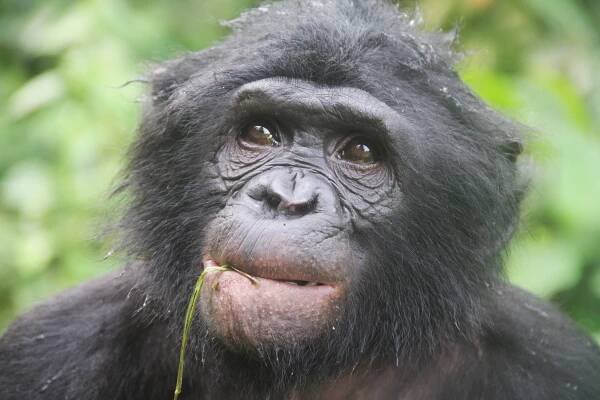 Bonobo personality - Searching for Bonobo in Congo