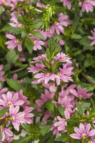 Whirlwind® Pink - Fan Flower - Scaevola aemula Images | Proven Winners