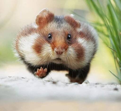 Hamsterler