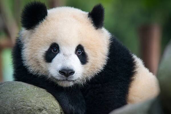 It's one of the world's most beloved animals, weighs as much as a a sumo wrestler and has one of the most boring diets on the planet