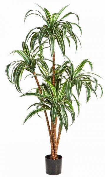 Umělý strom dračinec fragrans JALA, skutečné kmeny, zeleno-bíla, 120cm