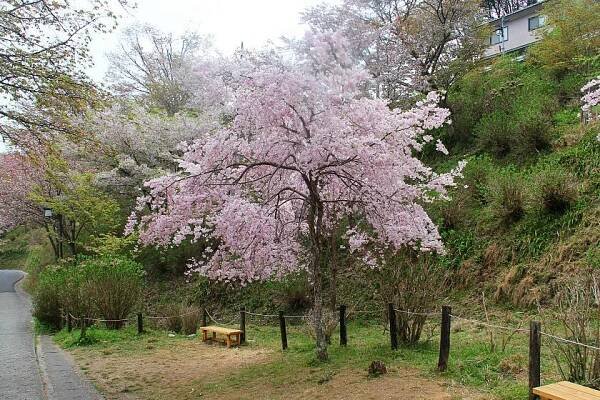 Cherry Blossom Reports 2018 - Yoshino: Petals Falling
