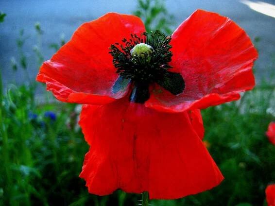 Rouge