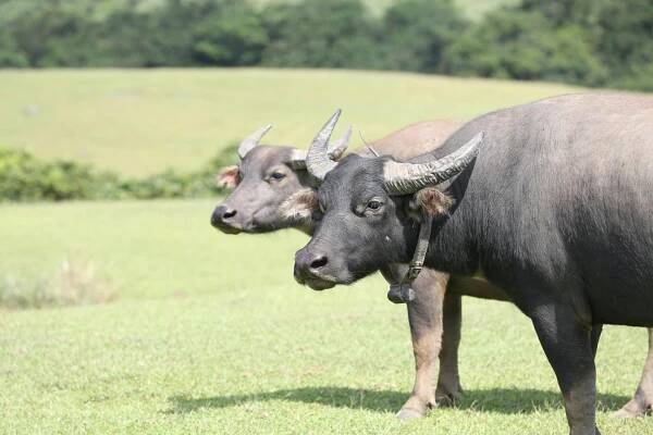 bezplatná Základová fotografie zdarma na téma asijský buvol, bez oblak, bubalus bubalis Základová fotografie