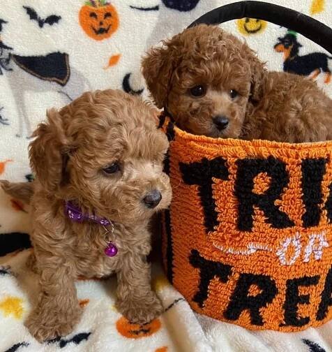 Mini Maltipoo puppies in California