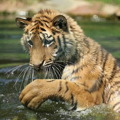 Tierpark Ströhen - Abenteuer Tier und Natur | Tierpark Ströhen - Der Enteckerzoo