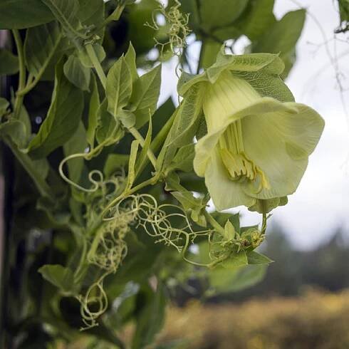 Vilec šplhavý bílý – Cobaea scandens – osivo vilce