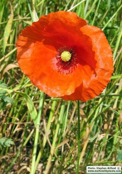 Papaver rhoeas / Red Poppy / Peprina ħamra