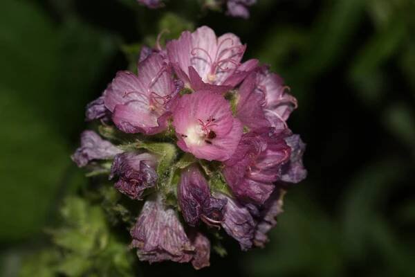 File:Sidalcea hirtipes 3547.JPG - Wikimedia Commons