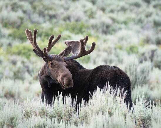 Securing Wildlife Habitat — Greater Yellowstone Coalition