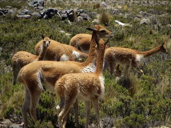 TOP 10 AMAZING COOL PLACES TO VISIT IN PERU