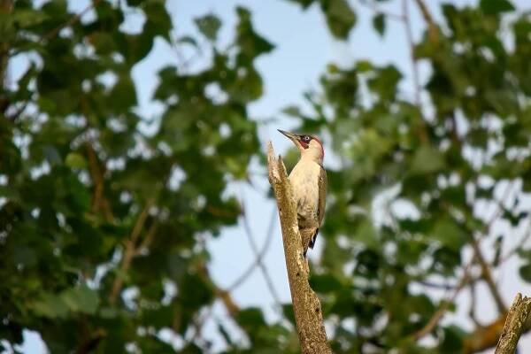 Žluna zelená (Picus viridis)