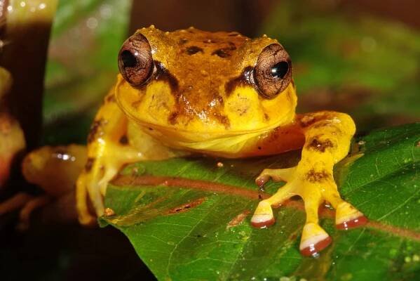 Yellow morph Fijian tree frog head on