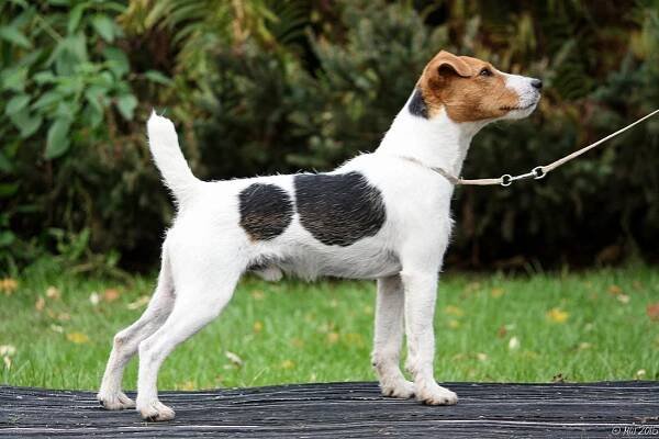 Little Eden Brewmeister - Little Eden Jack Russell Terriers