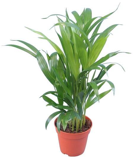 GROW by OBI Chrysalidokarpus nažloutlý (Dypsis Lutescens)"Areca"45-55cm, pr.12cm
