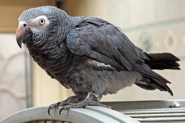 Soubor:Psittacus erithacus timneh-parrot on cage.jpg – Wikipedie