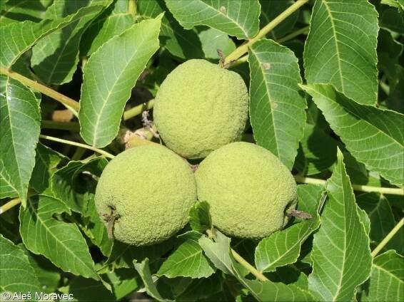 Carya ovata – ořechovec vejčitý