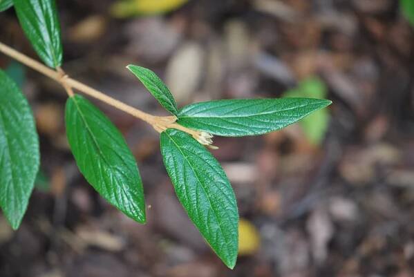 Kalina pražská (Viburnum x pragense)