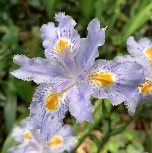 Iris japonica