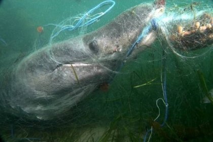 Basking shark guide: how big they are, what they eat, and why they're endangered - Discover Wildlife