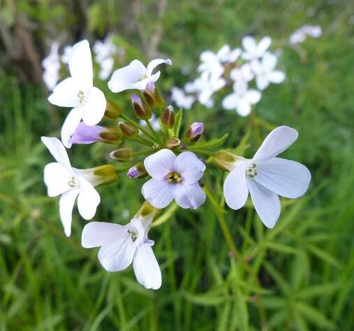 Cardamine bulbifera (L.) Crantz - Portale della Flora d'Italia / Portal to the Flora of Italy