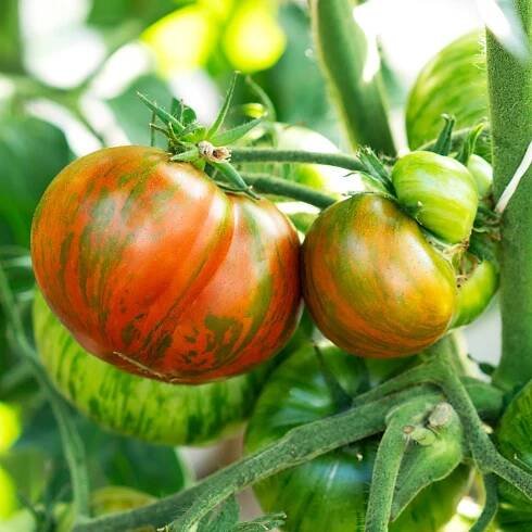 BIO Rajče Tigerella - Solanum lycopersicum - bio semena - 6 ks