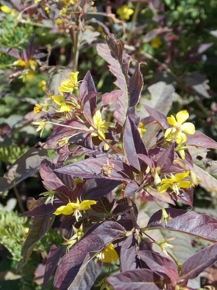 Lysimachia ciliata FIRECRACKER
