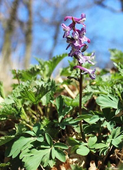 Dymnivka dutá (Corydalis cava)