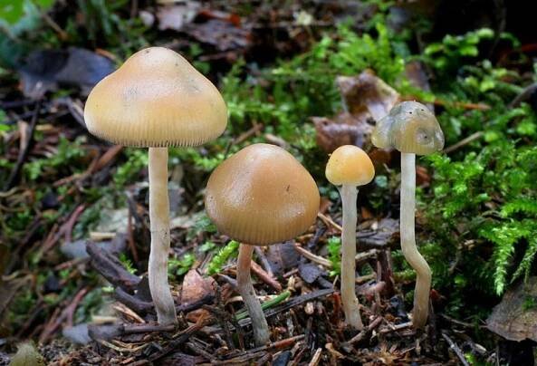Lysohlávka česká (Psilocybe bohemica)