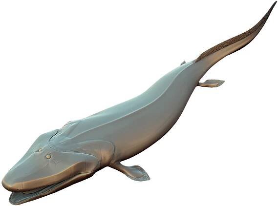 File:Tiktaalik by Obsidian Soul modified.png - Wikimedia Commons
