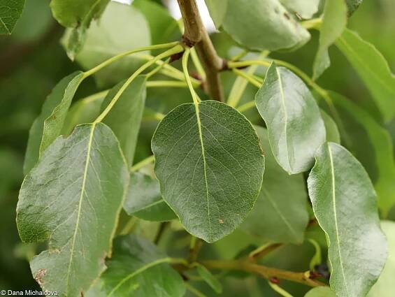 Pyrus pyraster – hrušeň polnička