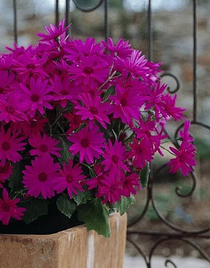 Senetti-Magenta-05.png