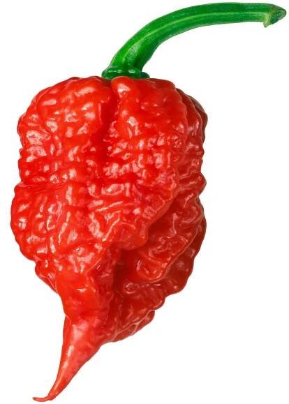 carolina reaper chilský pepř, celý lusk - carolina reaper - stock snímky, obrázky a fotky