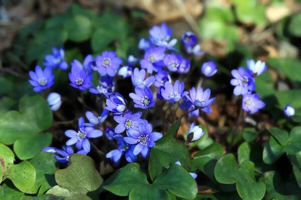 Jaterník podléška, Hepatica nobilis