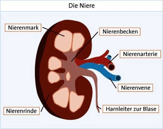 Grafik: Aufbau der Niere