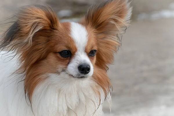 As the most famous Spanish dog, the Papillon is also one of the smartest dog breeds in the world.