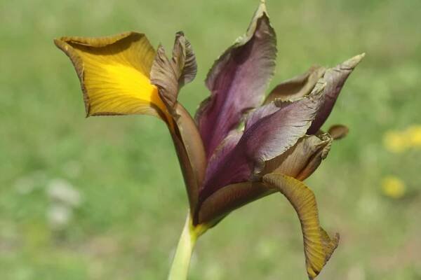 Flores de Iris x hollandica violetas