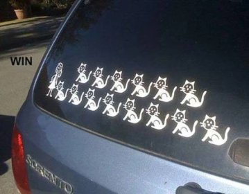 Kočičí máma i na autě.