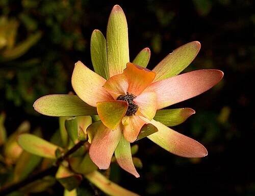 Leucadendron - Wikipedia