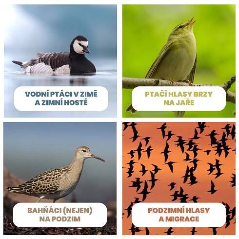 Tematické kurzy určování ptáků • Česká společnost ornitologická
